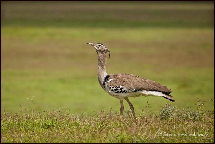 Drop kori (Ardeotis kori)