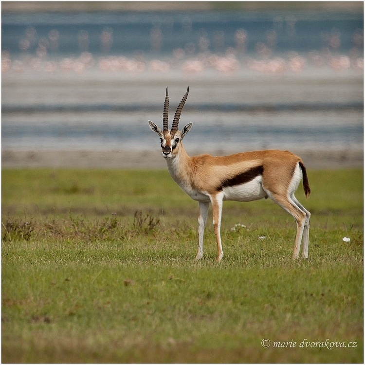 Gazela Thomsonova  (Gazella thomsonii) 