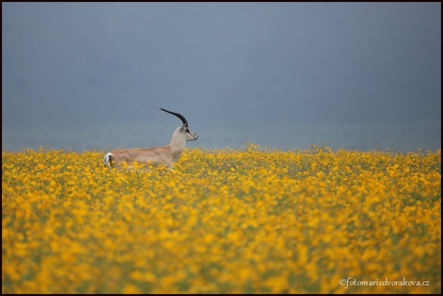 Gazela Thomsonova (Gazella thomsonii)