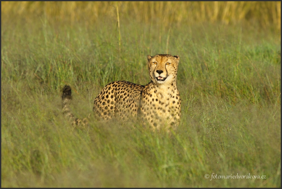 Gepard štíhlý (Acinonyx jubatus)