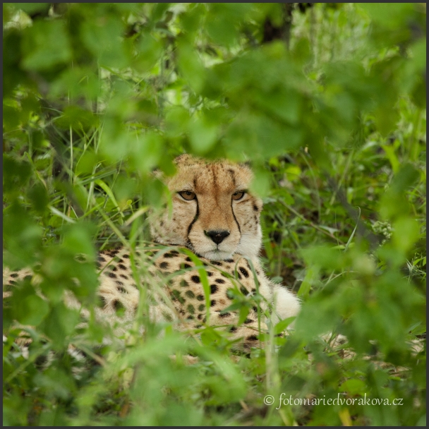 Gepard štíhlý (Acinonyx jubatus)