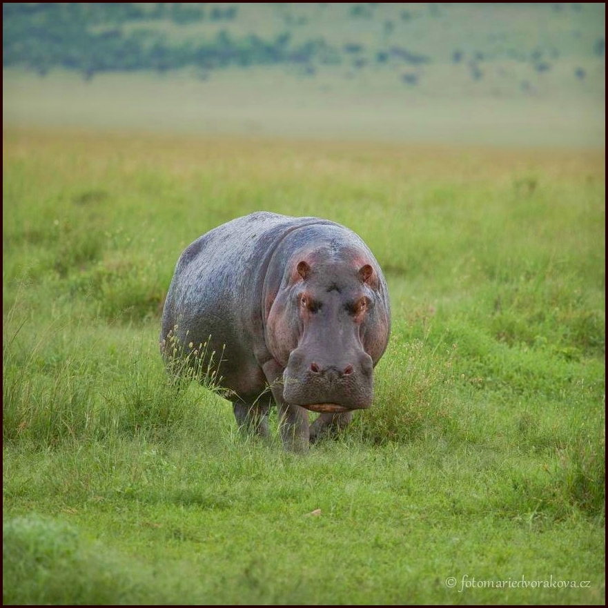 Hroch obojživelný (Hippopotamus amphibius)