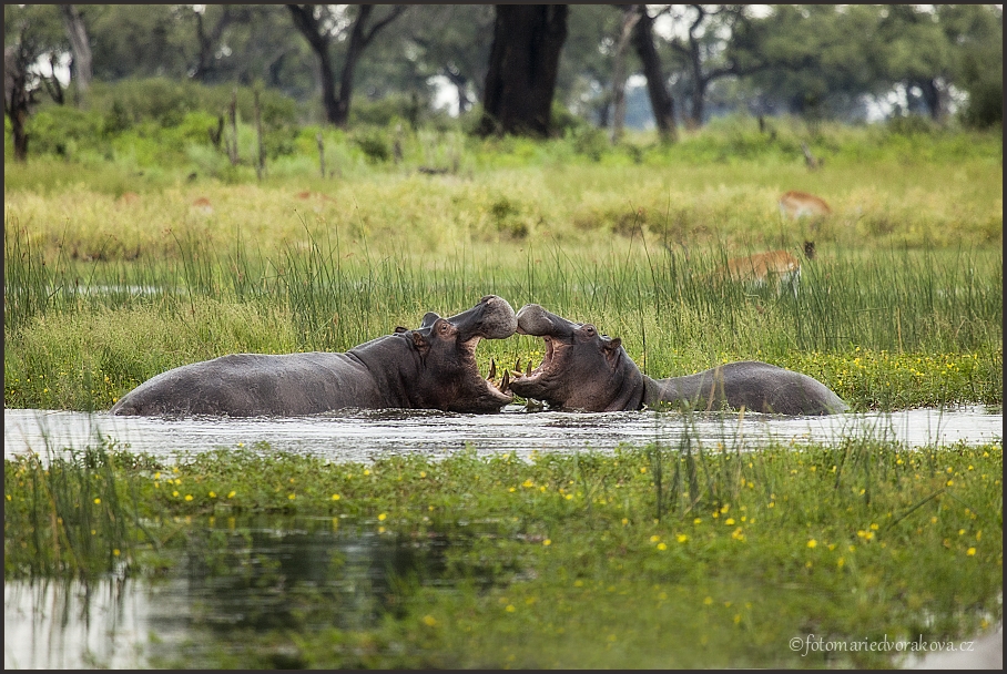 Hroch obojživelný (Hippopotamus amphibius)