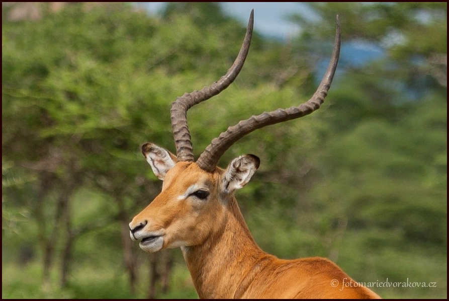Impala (Aepyceros melampus) 
