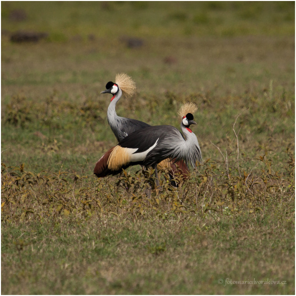 Jeřáb královský (Balearica regulorum)