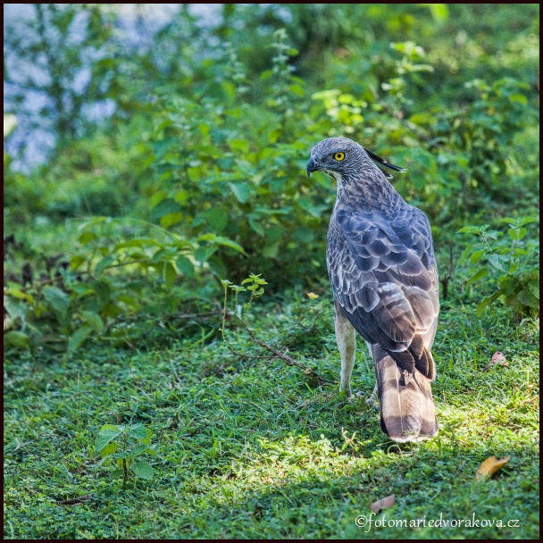 Jestřáb lesní - mládě,  (Accipiter gentilis)