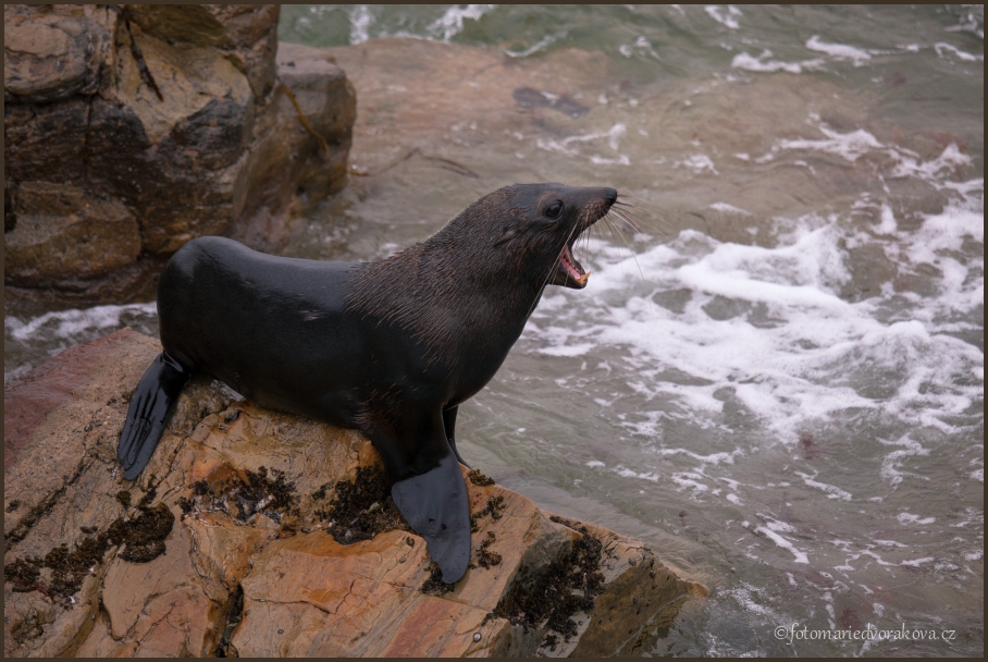 Lachtan novozélandský (Phocarctos hookeri)
