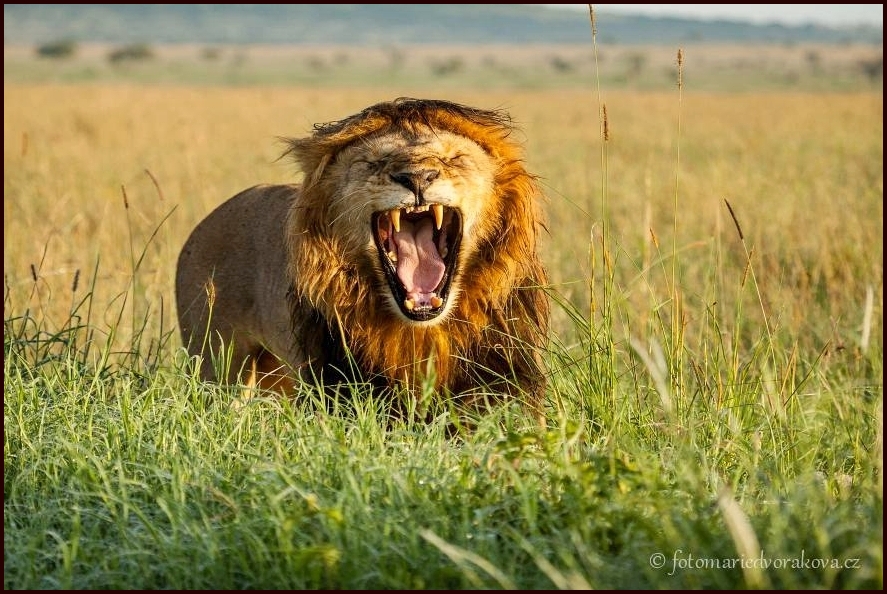 Lev pustinný  (Panthera leo)