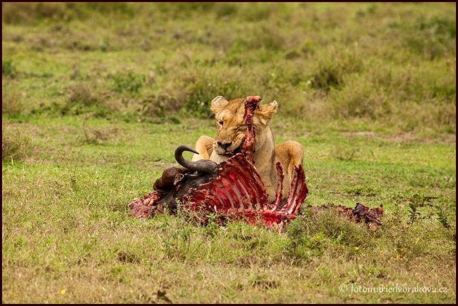Lev pustinný  (Panthera leo)