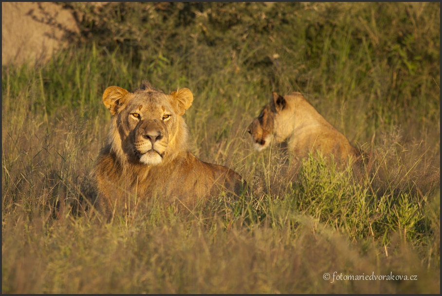 Lev pustinný  (Panthera leo)