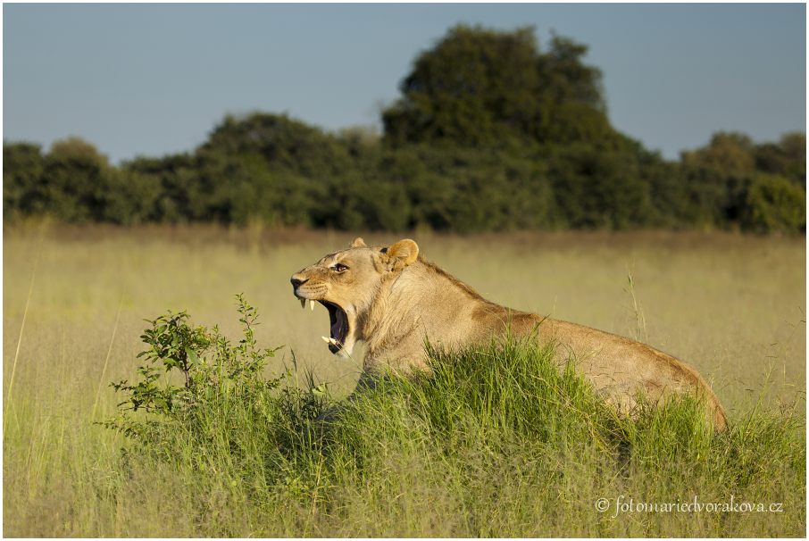 Lev pustinný  (Panthera leo)