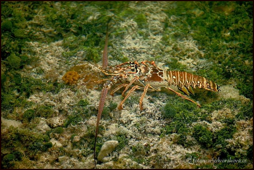 Lobster  (Panulirus argus)