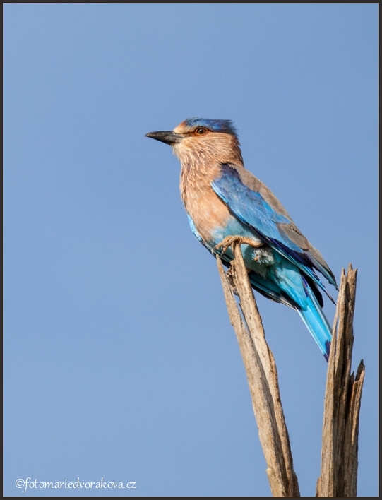 Mandelík indický (Coracias benghalensis)