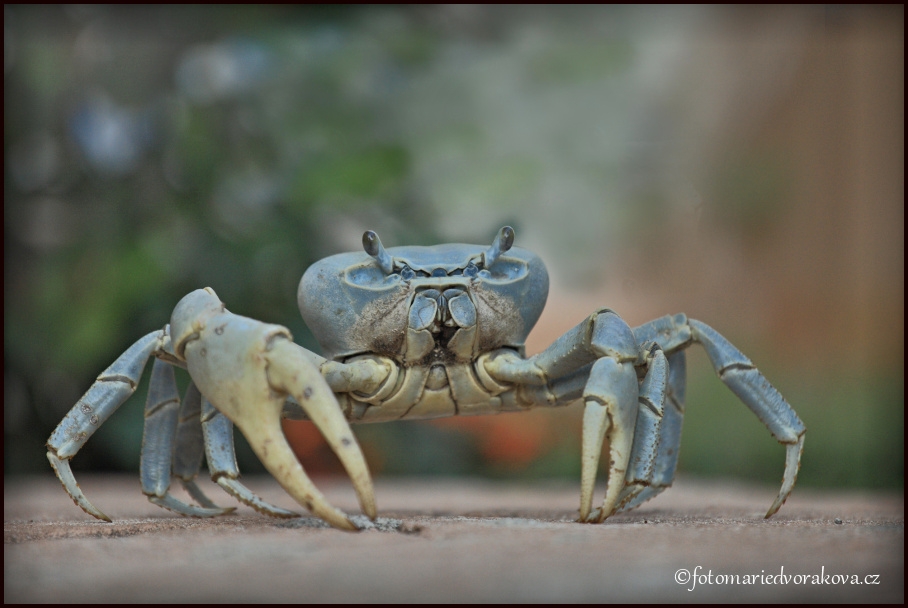 Modrý suchozemský krab  (Cardisoma guanhumi)