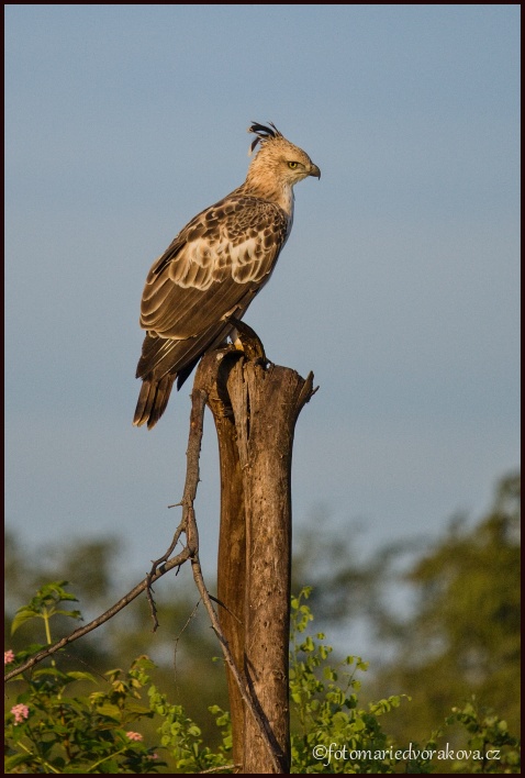 Orel proměnlivý  (Nisaetus cirrhatus)