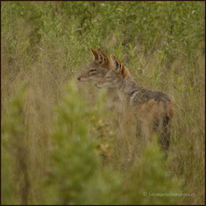 Šakal čabrakový (Canis mesomelas)