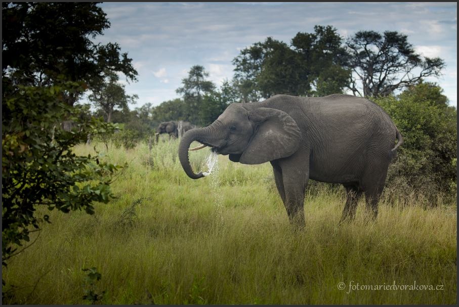 Slon africký (Loxodonta africana)