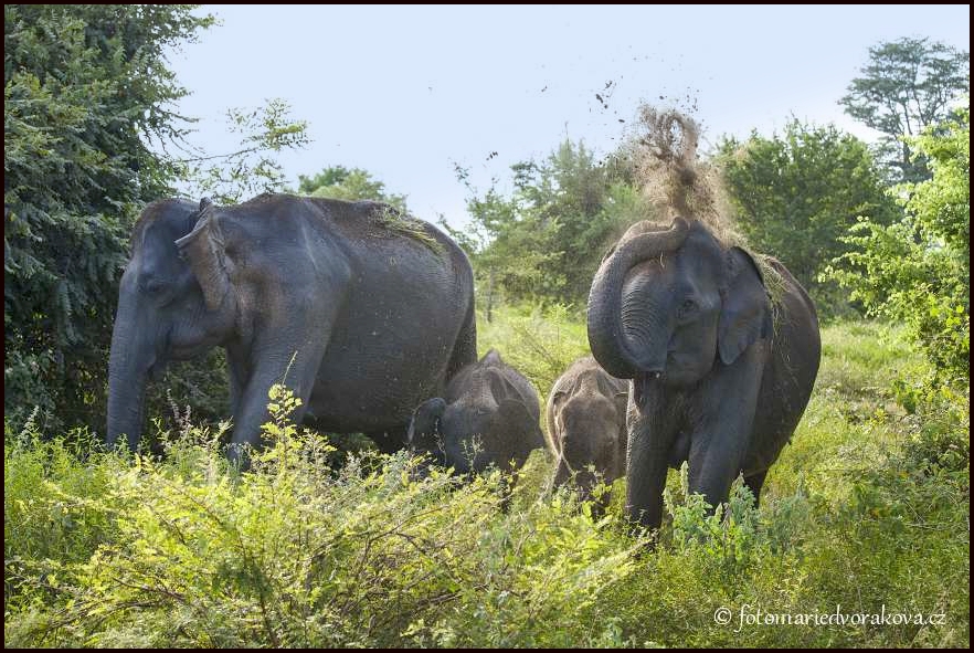 Slon cejlonský (Elephas maximus maximus)