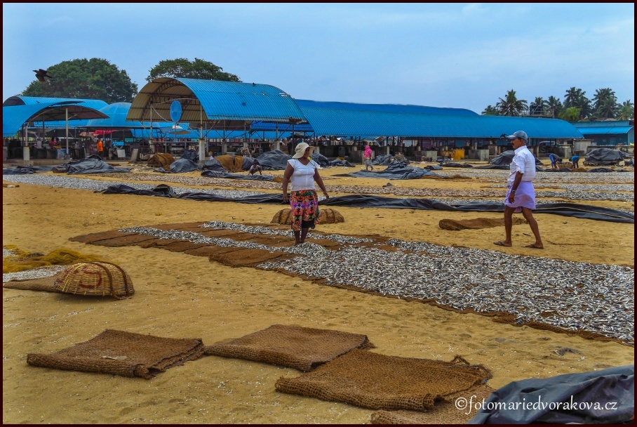 Sušení ryb v rybářské tržnici