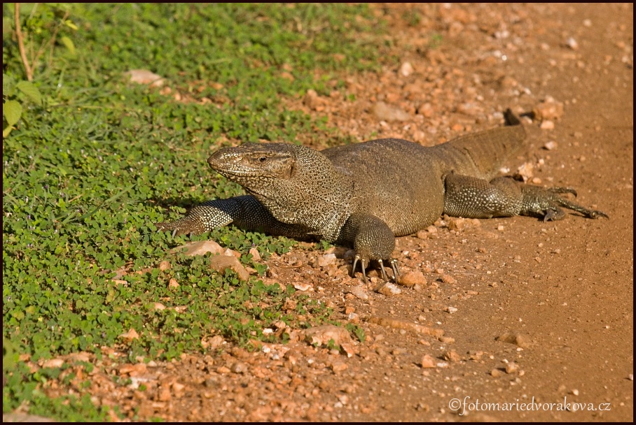 Varan mangrovový/indický  (Varanus indicus)