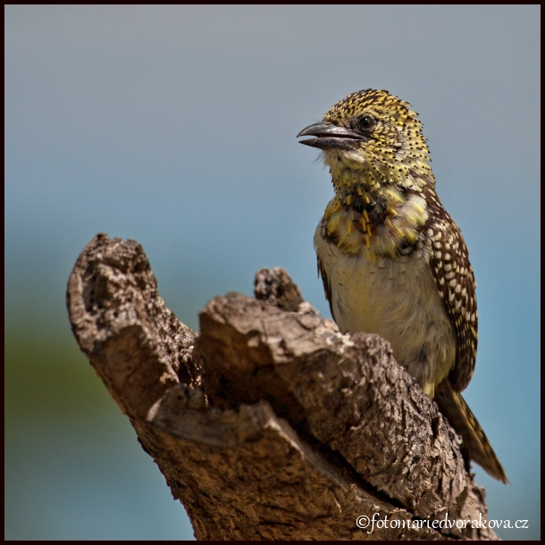 Vousák východoafrický (Usambiro barbet)