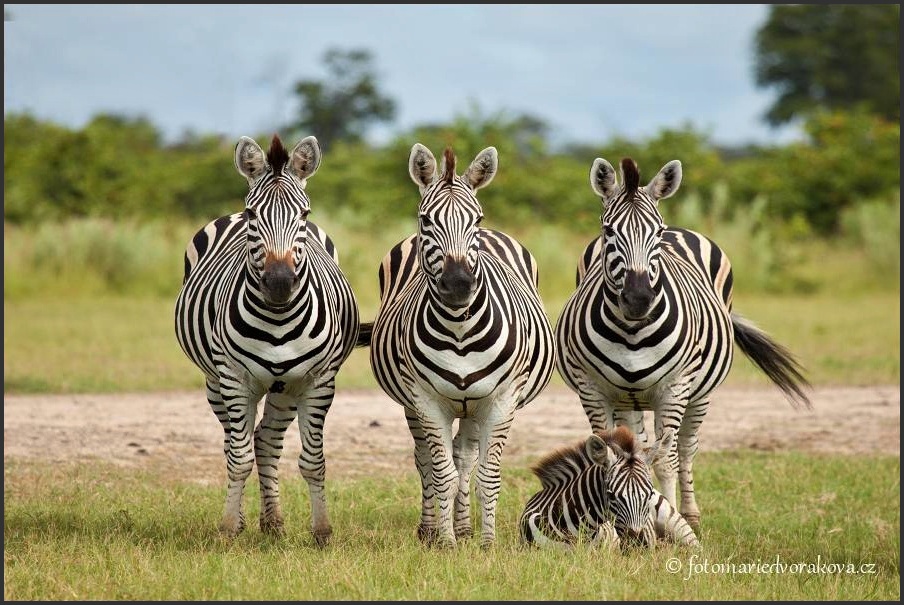 Zebra stepní (Equus quagga)