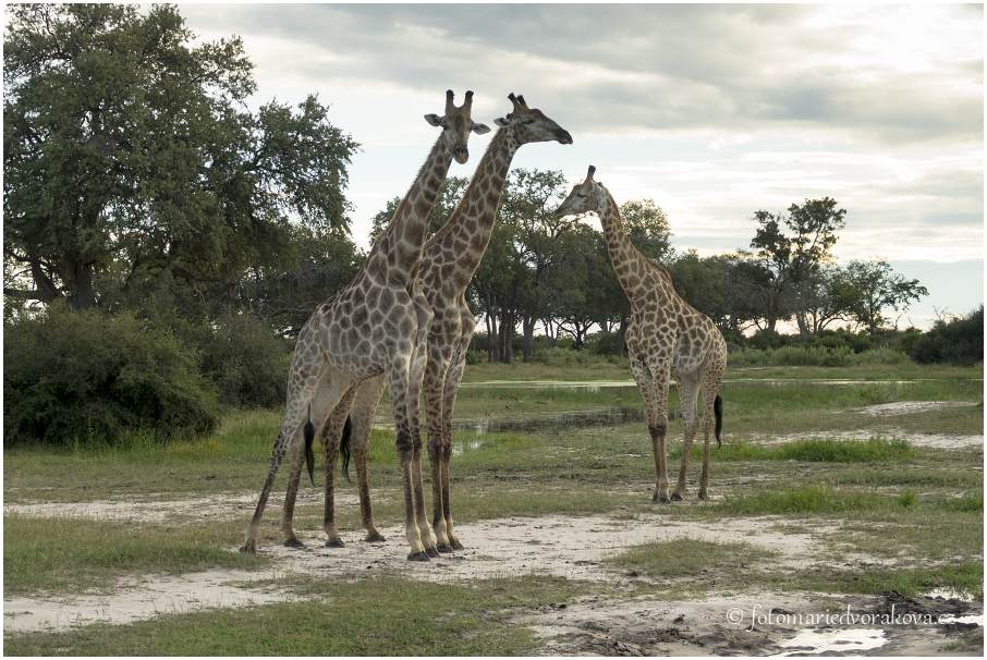 Žirafa (Giraffa camelopardalis)