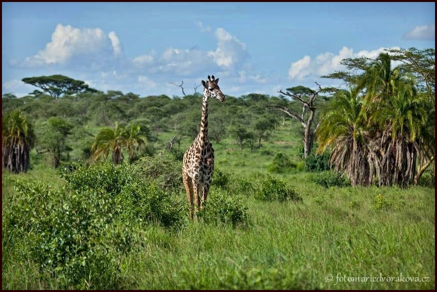  Žirafa masajská  (Giraffa camelopardalis tippelskirchi)