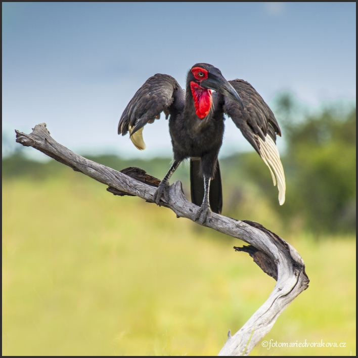 Zoborožec kaferský (Bucorvus leadbeateri)