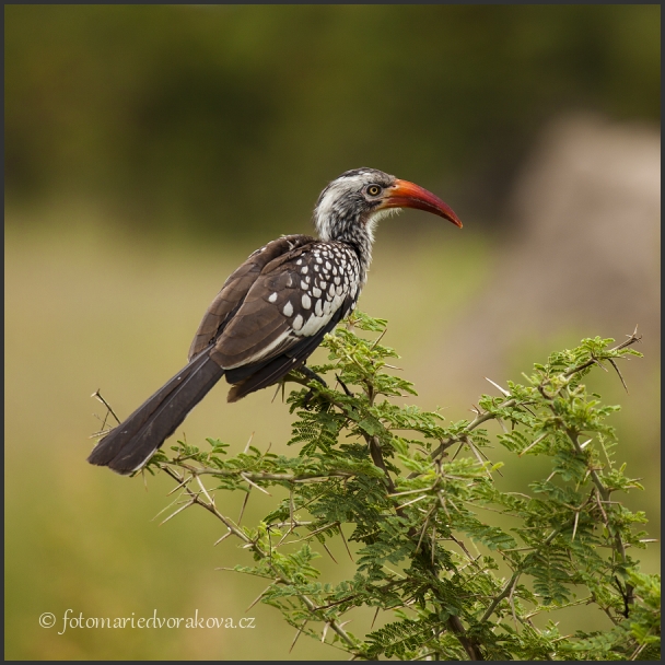 Zoborožec rudozobý (Tockus erythrorhynchus)