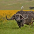 Buvol africký  (Syncerus caffer)