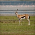 Gazela Thomsonova  (Gazella thomsonii)