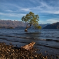 Jezero Wanaka, vrba, asi...