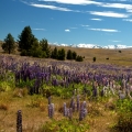 Lake Tekapo, Nový Zéland