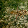 Lobster  (Panulirus argus)