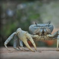 Modrý suchozemský krab  (Cardisoma...