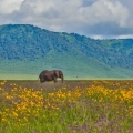 Slon africký (Loxodonta africana)
