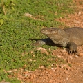 Varan mangrovový/indický  (Varanus indicus)